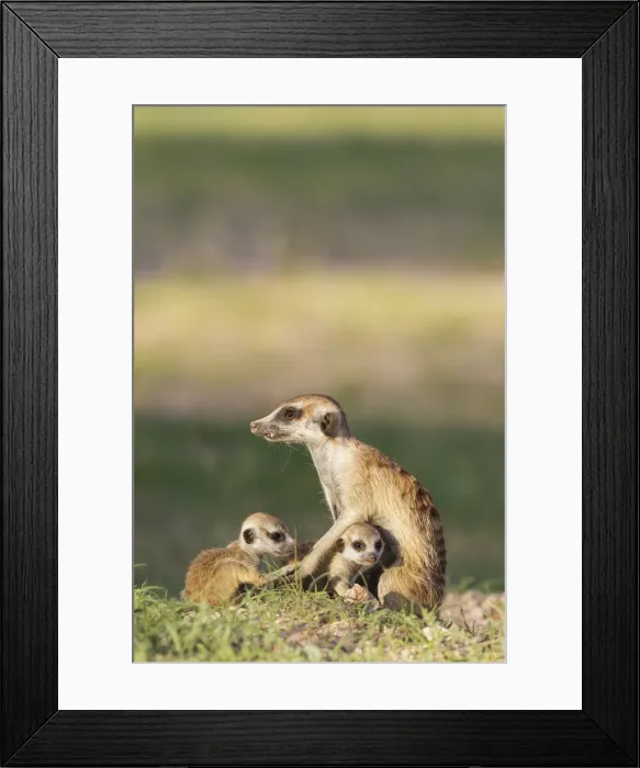 Framed Print : Picture No. 11991534 Framed Print : Picture No. 11991534