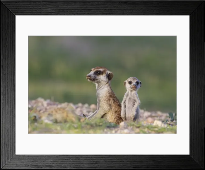 Framed Print : Picture No. 11991535 Framed Print : Picture No. 11991535