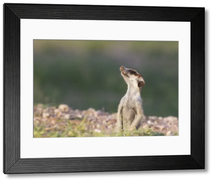 Framed Print : Picture No. 11991536 Framed Print : Picture No. 11991536