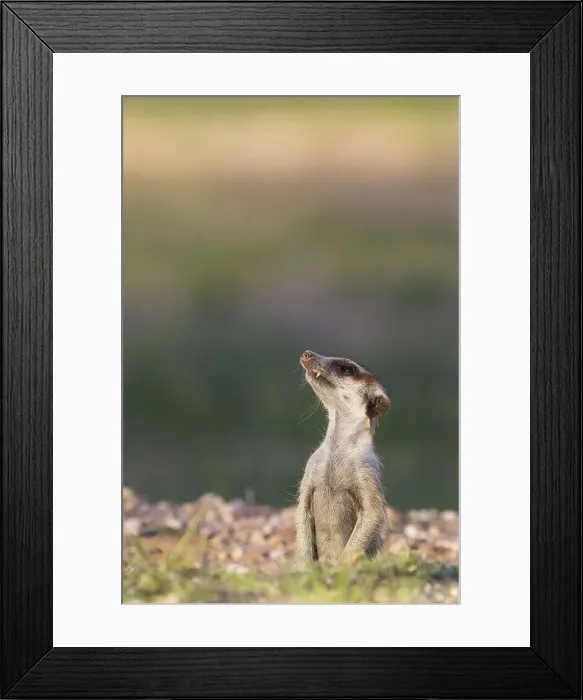 Framed Print : Picture No. 11991537 Framed Print : Picture No. 11991537