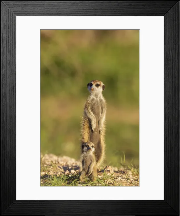 Framed Print : Picture No. 11991538 Framed Print : Picture No. 11991538