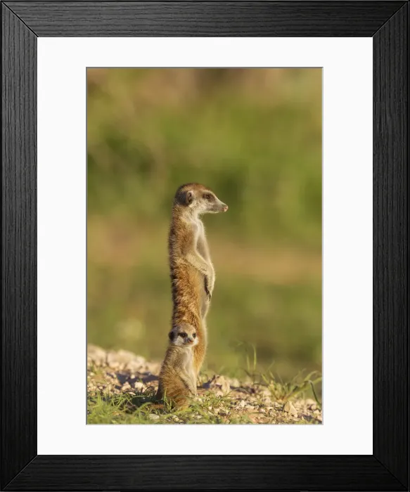 Framed Print : Picture No. 11991539 Framed Print : Picture No. 11991539