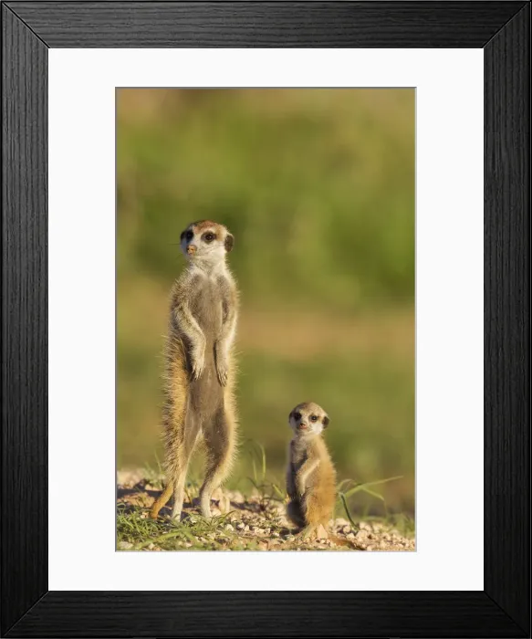 Framed Print : Picture No. 11991540 Framed Print : Picture No. 11991540