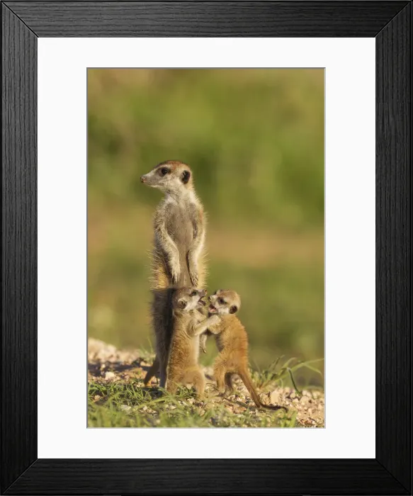 Framed Print : Picture No. 11991541 Framed Print : Picture No. 11991541