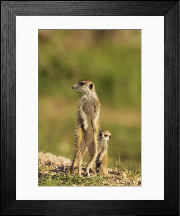 Framed Print : Picture No. 11991542 Framed Print : Picture No. 11991542