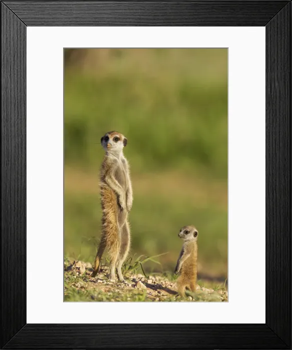 Framed Print : Picture No. 11991543 Framed Print : Picture No. 11991543