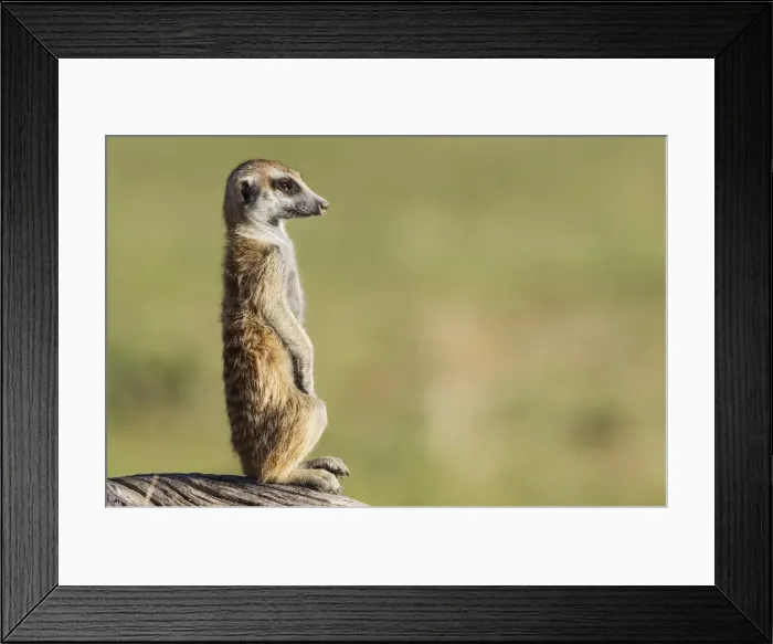 Framed Print : Picture No. 11991544 Framed Print : Picture No. 11991544