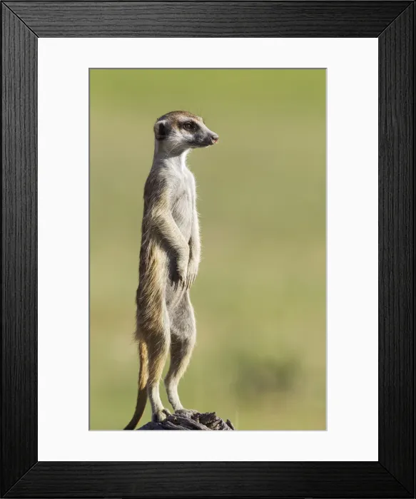 Framed Print : Picture No. 11991545 Framed Print : Picture No. 11991545