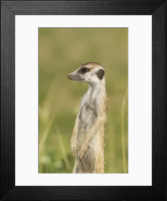 Framed Print : Picture No. 11991546 Framed Print : Picture No. 11991546