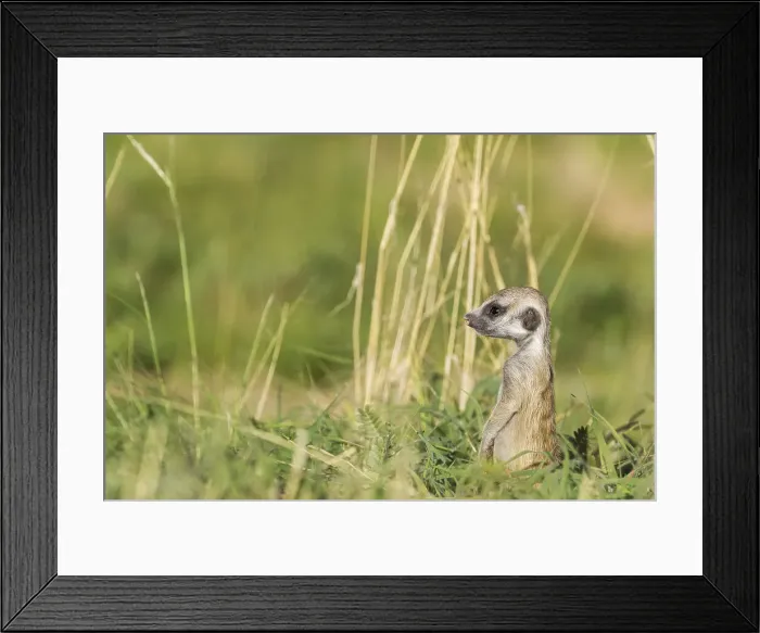 Framed Print : Picture No. 11991547 Framed Print : Picture No. 11991547