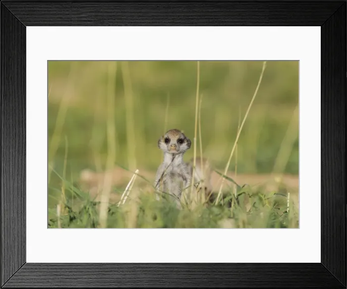 Framed Print : Picture No. 11991548 Framed Print : Picture No. 11991548