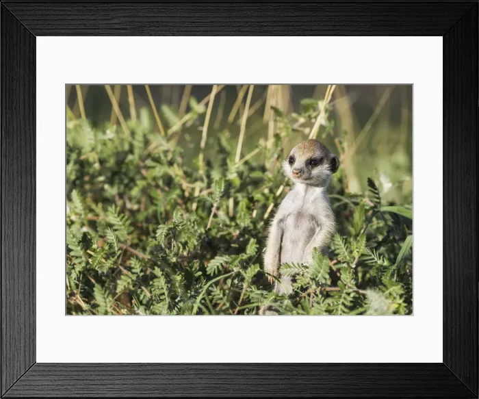 Framed Print : Picture No. 11991549 Framed Print : Picture No. 11991549