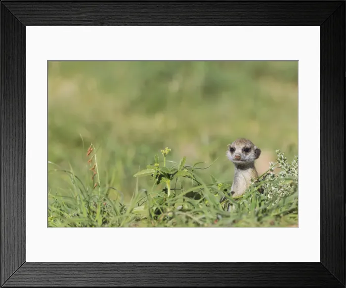 Framed Print : Picture No. 11991550 Framed Print : Picture No. 11991550