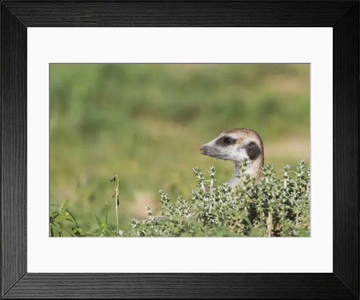 Framed Print : Picture No. 11991551 Framed Print : Picture No. 11991551
