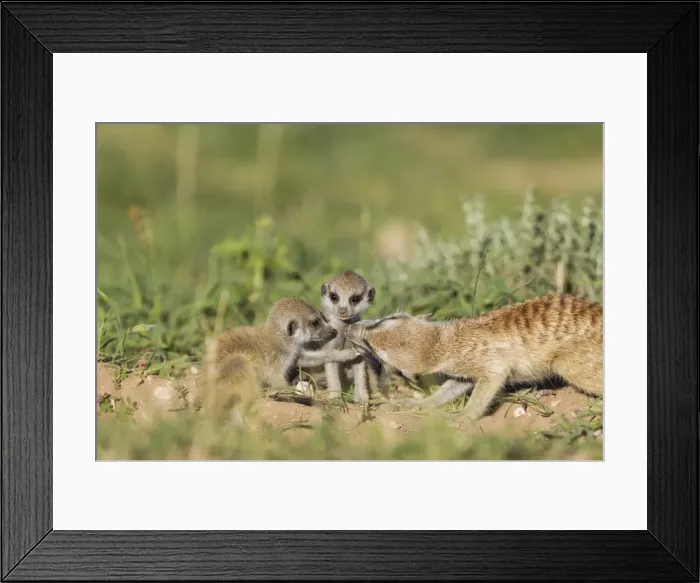 Framed Print : Picture No. 11991552 Framed Print : Picture No. 11991552