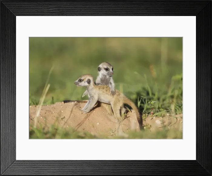 Framed Print : Picture No. 11991553 Framed Print : Picture No. 11991553