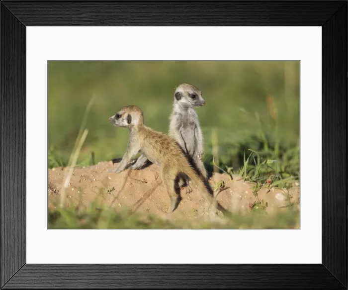 Framed Print : Picture No. 11991554 Framed Print : Picture No. 11991554