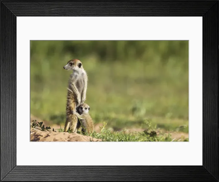 Framed Print : Picture No. 11991555 Framed Print : Picture No. 11991555