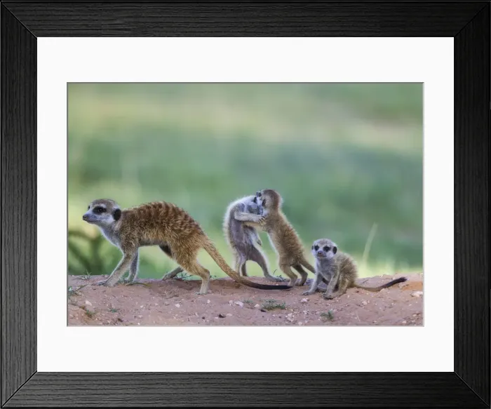 Framed Print : Picture No. 11991556 Framed Print : Picture No. 11991556