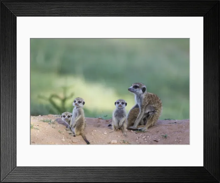 Framed Print : Picture No. 11991557 Framed Print : Picture No. 11991557