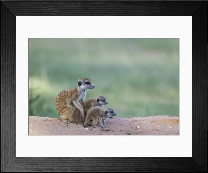 Framed Print : Picture No. 11991558 Framed Print : Picture No. 11991558
