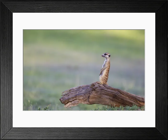 Framed Print : Picture No. 11991559 Framed Print : Picture No. 11991559