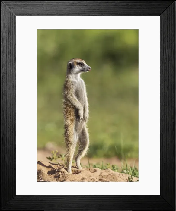 Framed Print : Picture No. 11991560 Framed Print : Picture No. 11991560