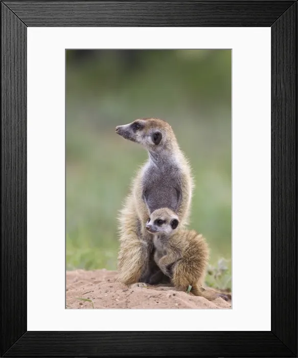 Framed Print : Picture No. 11991561 Framed Print : Picture No. 11991561