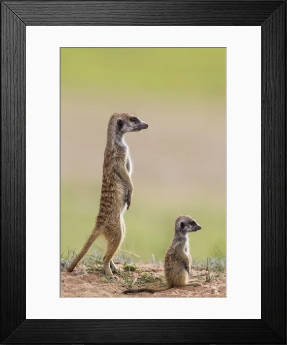 Framed Print : Picture No. 11991565 Framed Print : Picture No. 11991565