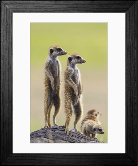 Framed Print : Picture No. 11991566 Framed Print : Picture No. 11991566