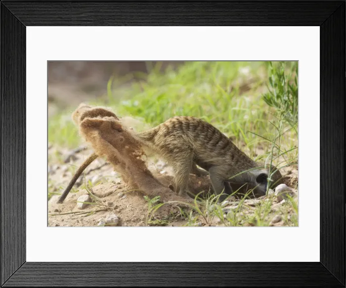 Framed Print : Picture No. 11991567 Framed Print : Picture No. 11991567