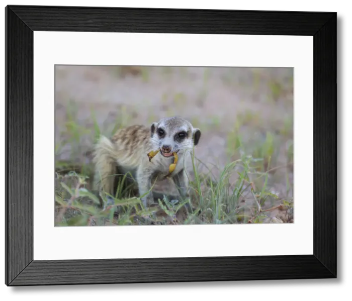 Framed Print : Picture No. 11991568 Framed Print : Picture No. 11991568