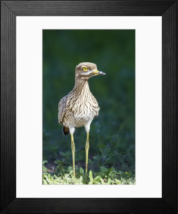 Framed Print : Picture No. 11991569 Framed Print : Picture No. 11991569