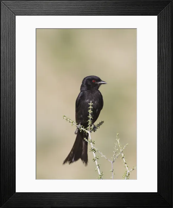 Framed Print : Picture No. 11991570 Framed Print : Picture No. 11991570