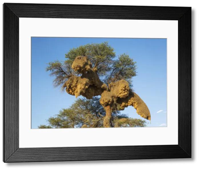 Framed Print : Picture No. 11991571 Framed Print : Picture No. 11991571