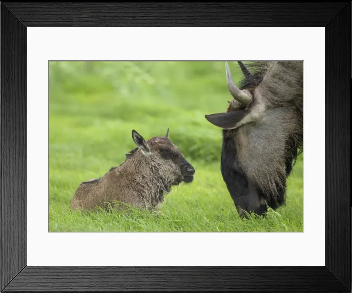 Framed Print : Picture No. 11991572 Framed Print : Picture No. 11991572