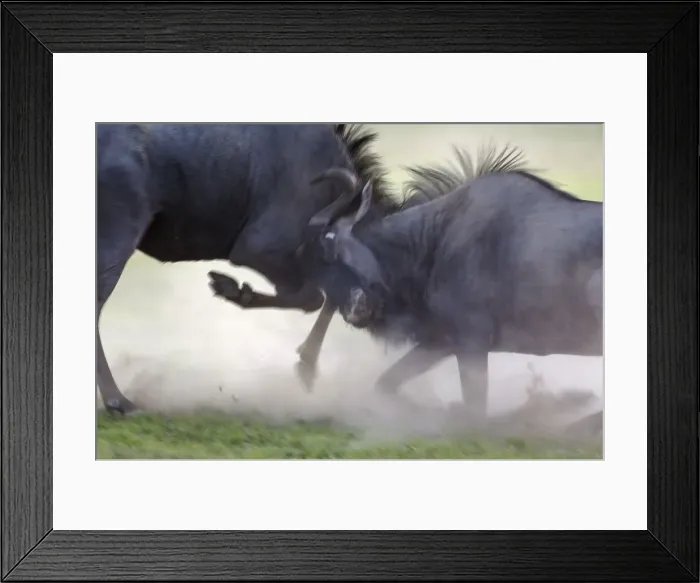 Framed Print : Picture No. 11991573 Framed Print : Picture No. 11991573