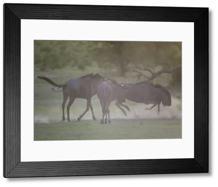 Framed Print : Picture No. 11991574 Framed Print : Picture No. 11991574