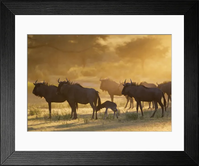 Framed Print : Picture No. 11991576 Framed Print : Picture No. 11991576
