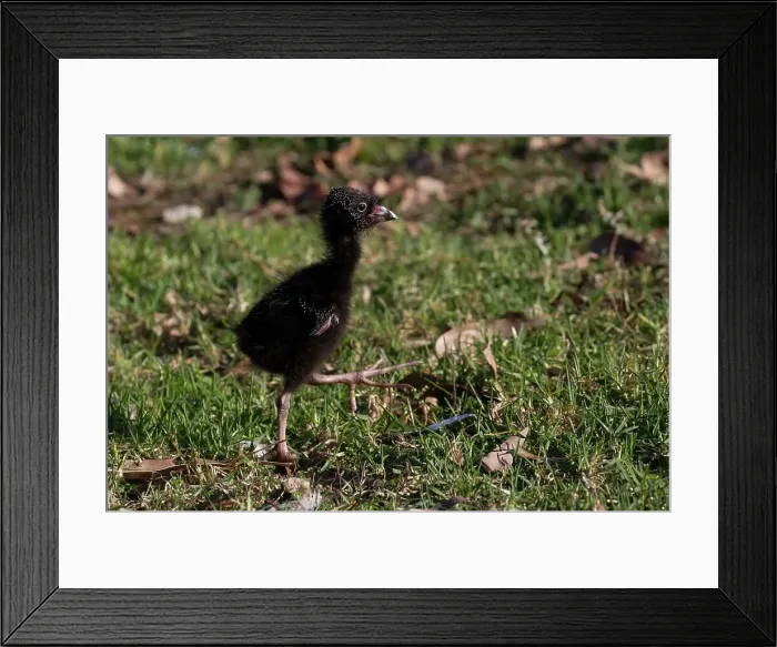 Framed Print : Picture No. 11993351 Framed Print : Picture No. 11993351