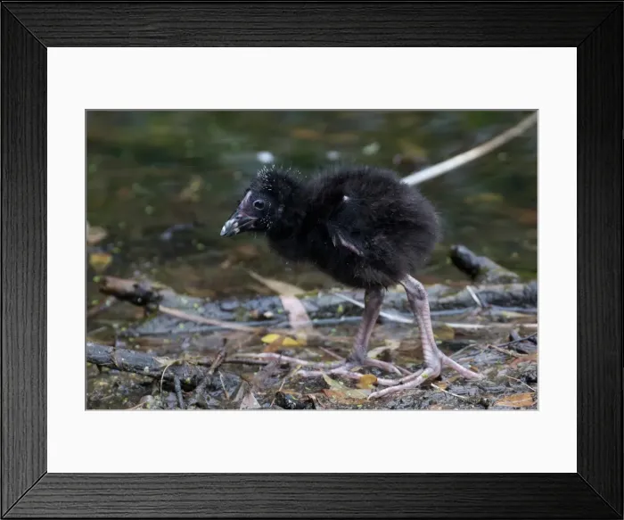 Framed Print : Picture No. 11993352 Framed Print : Picture No. 11993352