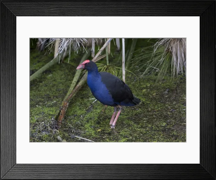 Framed Print : Picture No. 11993353 Framed Print : Picture No. 11993353