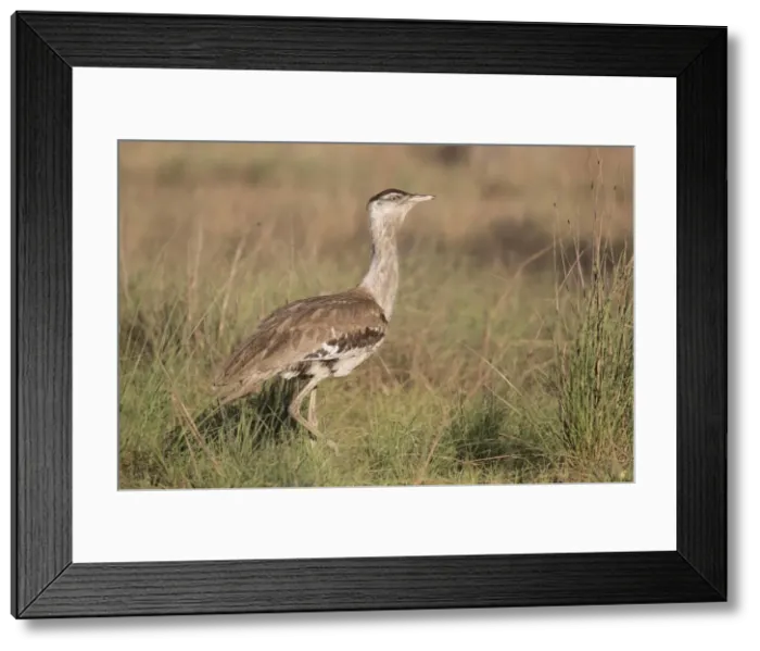 Framed Print : Picture No. 11993354 Framed Print : Picture No. 11993354