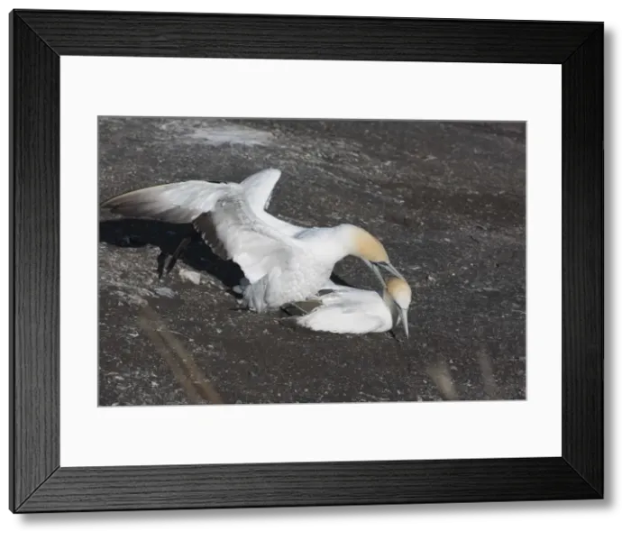 Framed Print : Picture No. 11993350 Framed Print : Picture No. 11993350