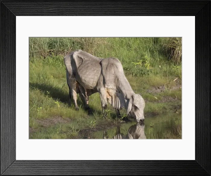 Framed Print : Picture No. 11993356 Framed Print : Picture No. 11993356