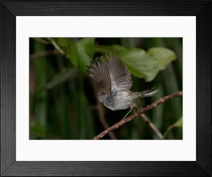Framed Print : Picture No. 11993358 Framed Print : Picture No. 11993358