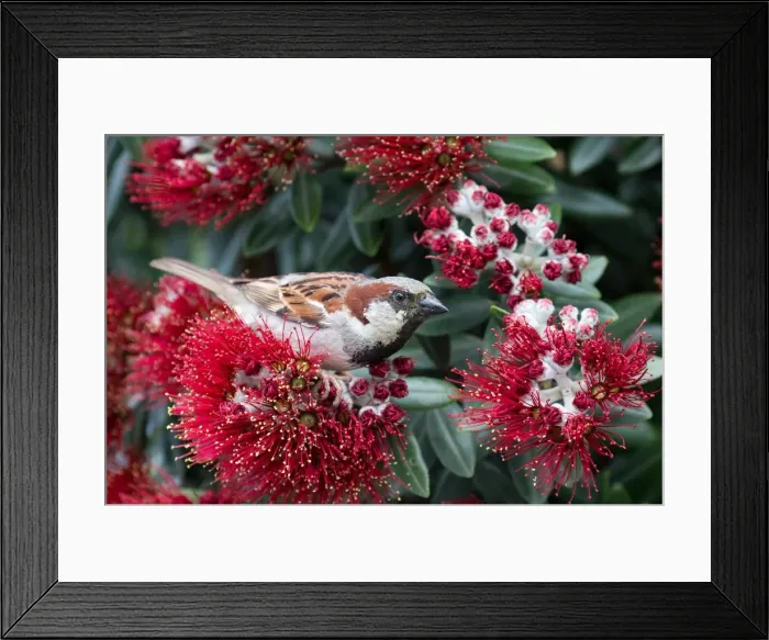 Framed Print : Picture No. 11993359 Framed Print : Picture No. 11993359