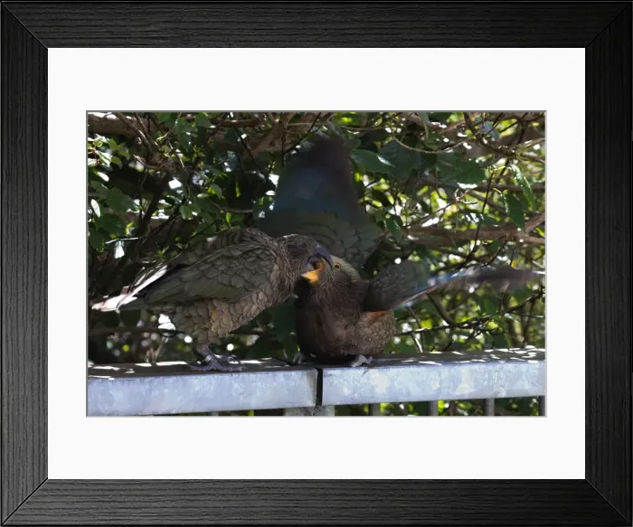 Framed Print : Picture No. 11993360 Framed Print : Picture No. 11993360