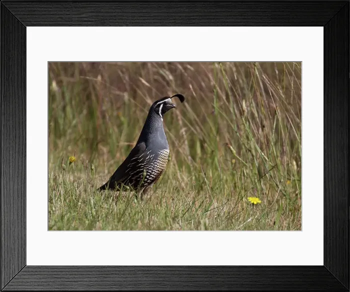 Framed Print : Picture No. 11993357 Framed Print : Picture No. 11993357