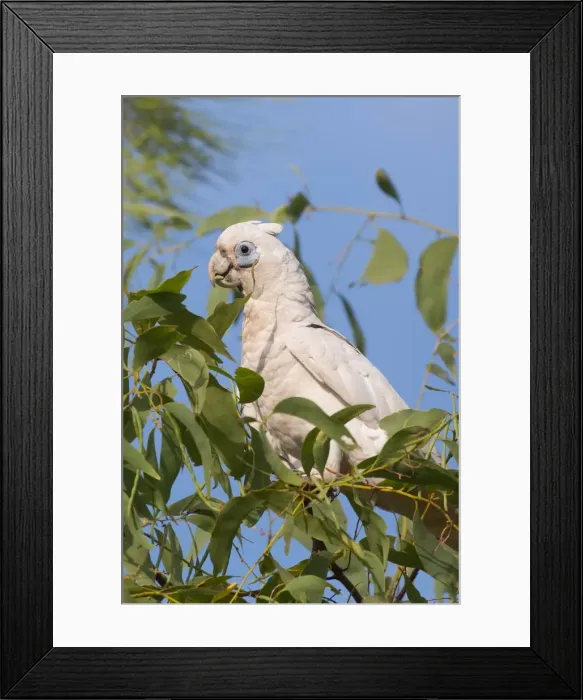Framed Print : Picture No. 11993361 Framed Print : Picture No. 11993361